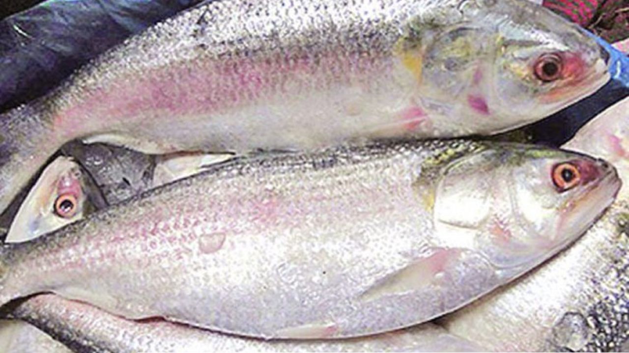 তারেক জমানায় পয়লা বৈশাখেই ভারতে ইলিশ আসছে?