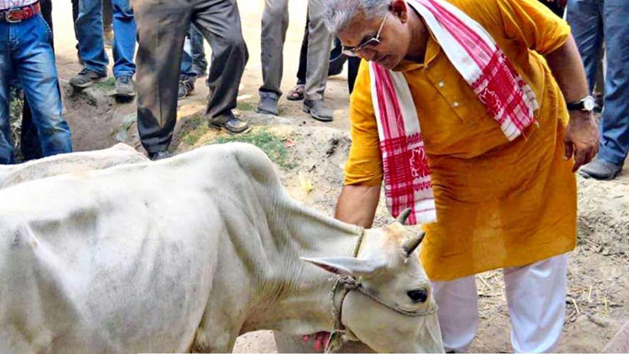 ‘গরুর দুধে সোনা’র পর এবার ব্লাড প্রেশার! গোমাতা নিয়ে মন্ত্রী দিলীপের নয়া দাওয়াই