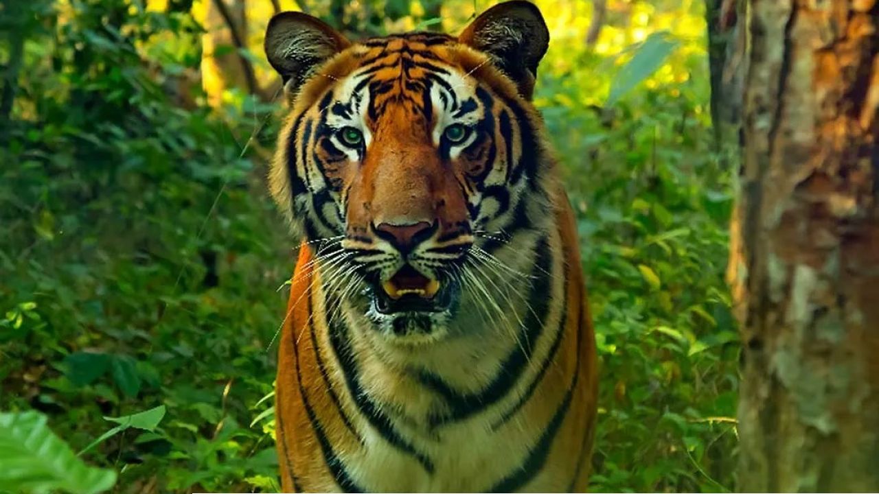 দীর্ঘ প্রতীক্ষার অবসান! ফের বাঘের গর্জনে কাঁপবে উত্তরবঙ্গ, বক্সার পুরনো গৌরব ফেরাতে মোক্ষম চাল কেন্দ্রের