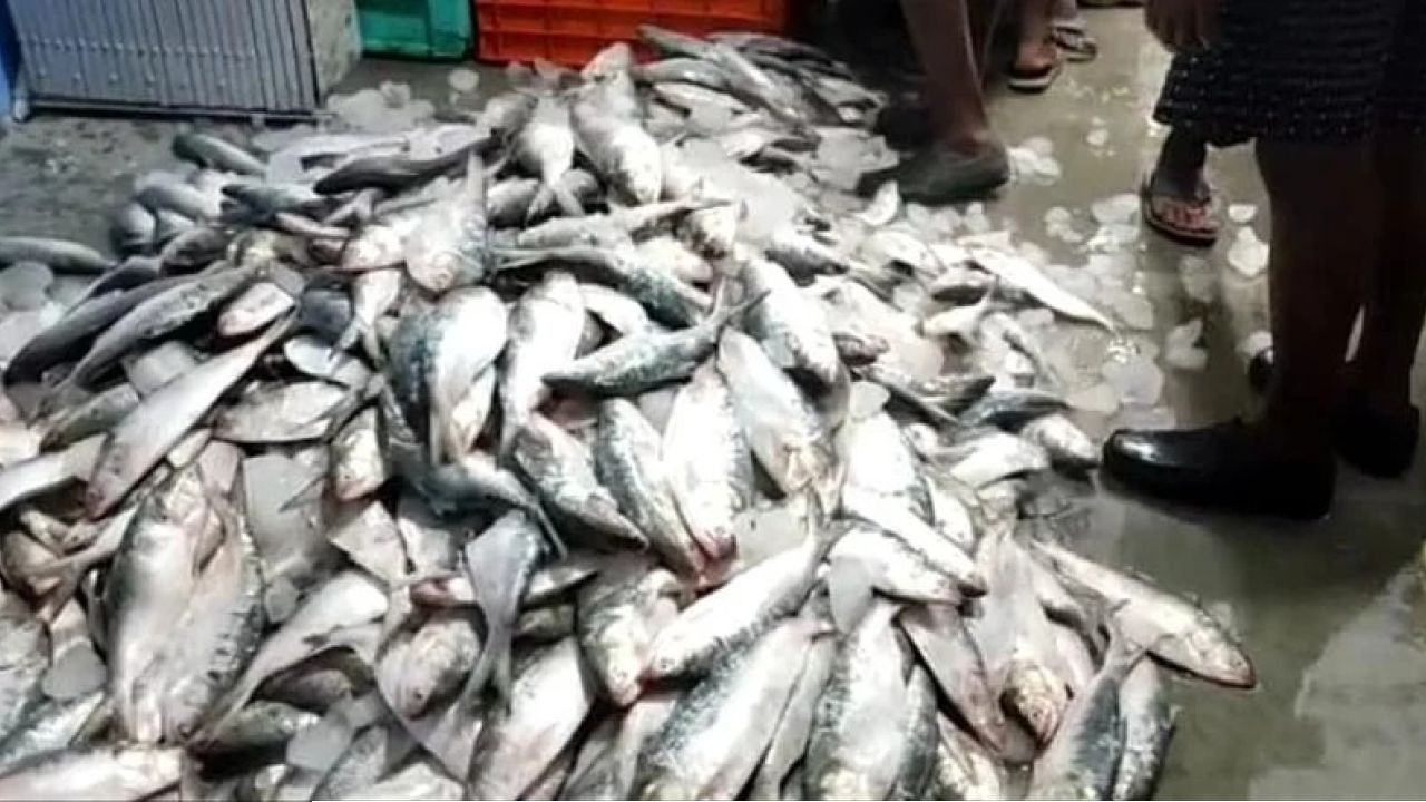 বড় ইলিশ এবার হাতের নাগালে? ডায়মন্ড হারবারে জোগান বাড়তেই খুশির হাওয়া বাংলায় 