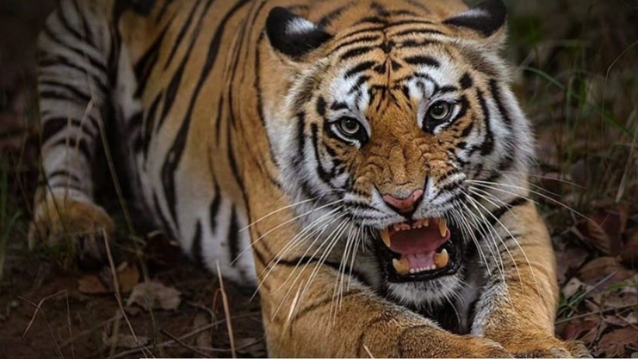 বাংলার জঙ্গলে এবার রয়্যাল বেঙ্গল টাইগারের দেদার গর্জন! একাধিক জেলায় বাঘ ছাড়ার মেগা প্ল্যান দিল্লির 