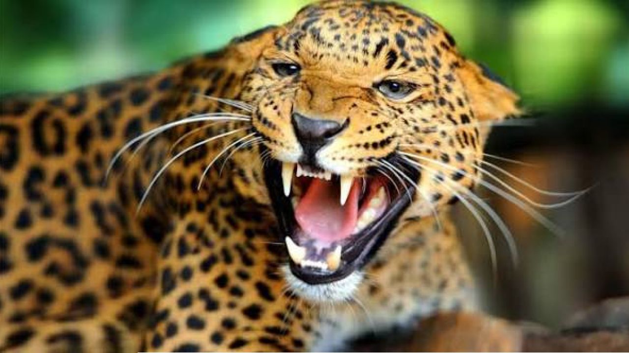 নাতি আর পোষ্যকে বাঁচাতে চিতাবাঘের সঙ্গে ১ ঘণ্টার খণ্ডযুদ্ধ! রণমূর্তি ধারণ করে যমকে ফেরালেন বৃদ্ধা