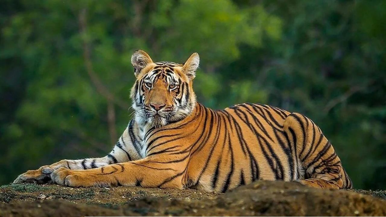 ঝাড়গ্রামে শুরু ‘টাইগার ট্যুরিজম’! হাজার একরের সাফারিতে আসছে রয়্যাল বেঙ্গল ও চিতাবাঘ 