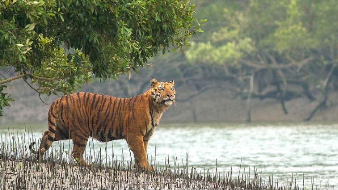 সুন্দরবনে এ কী ঘটল! পরপর ৪টি রয়্যাল বেঙ্গলের মৃত্যুতে পুরোপুরি বাঘশূন্য ঝড়খালি, নেপথ্যে বড় কোনো রহস্য?