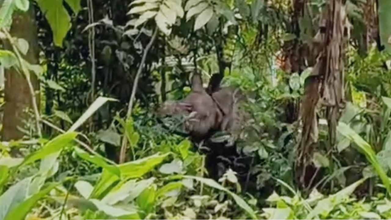 মায়ের মৃত্যুর পর লোকালয়ে দিশেহারা গন্ডারশাবক! ১০ ঘণ্টার অভিযানে উদ্ধার, এবার জলদাপাড়ার জঙ্গলে ‘নতুন ঠিকানা