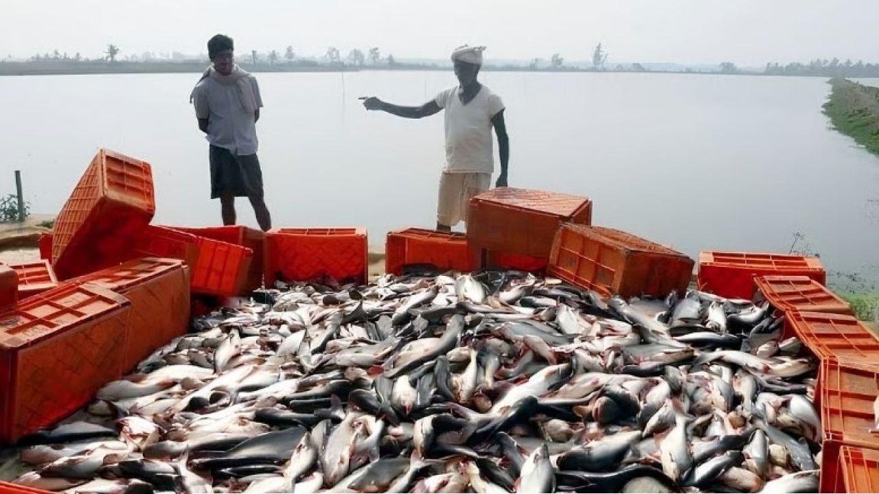 নেপাল থেকে ভেসে যাচ্ছে বিষাক্ত মাছ! বিহার সীমান্ত লাগোয়া এলাকায় সতর্কতা মাছে, জারি কড়া নির্দেশ