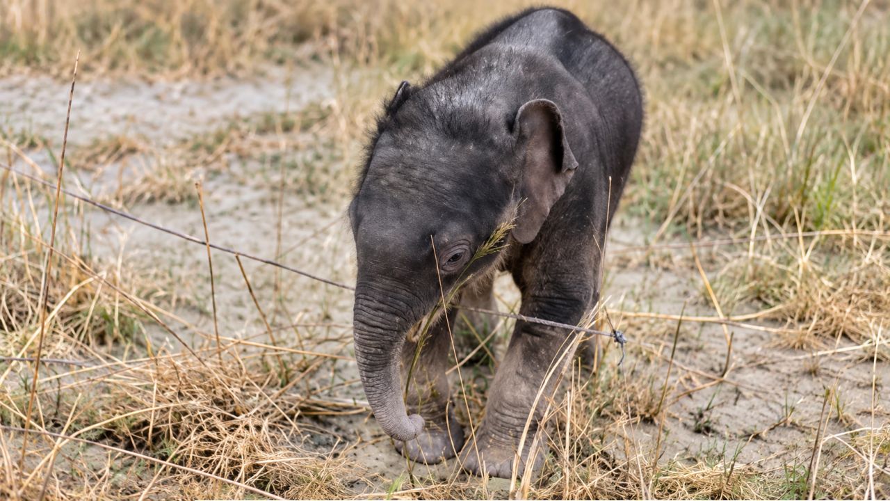 Elephant Cub: মাঝিদের তৎপরতায় উত্তাল তিস্তায় উদ্ধার হস্তিশাবক