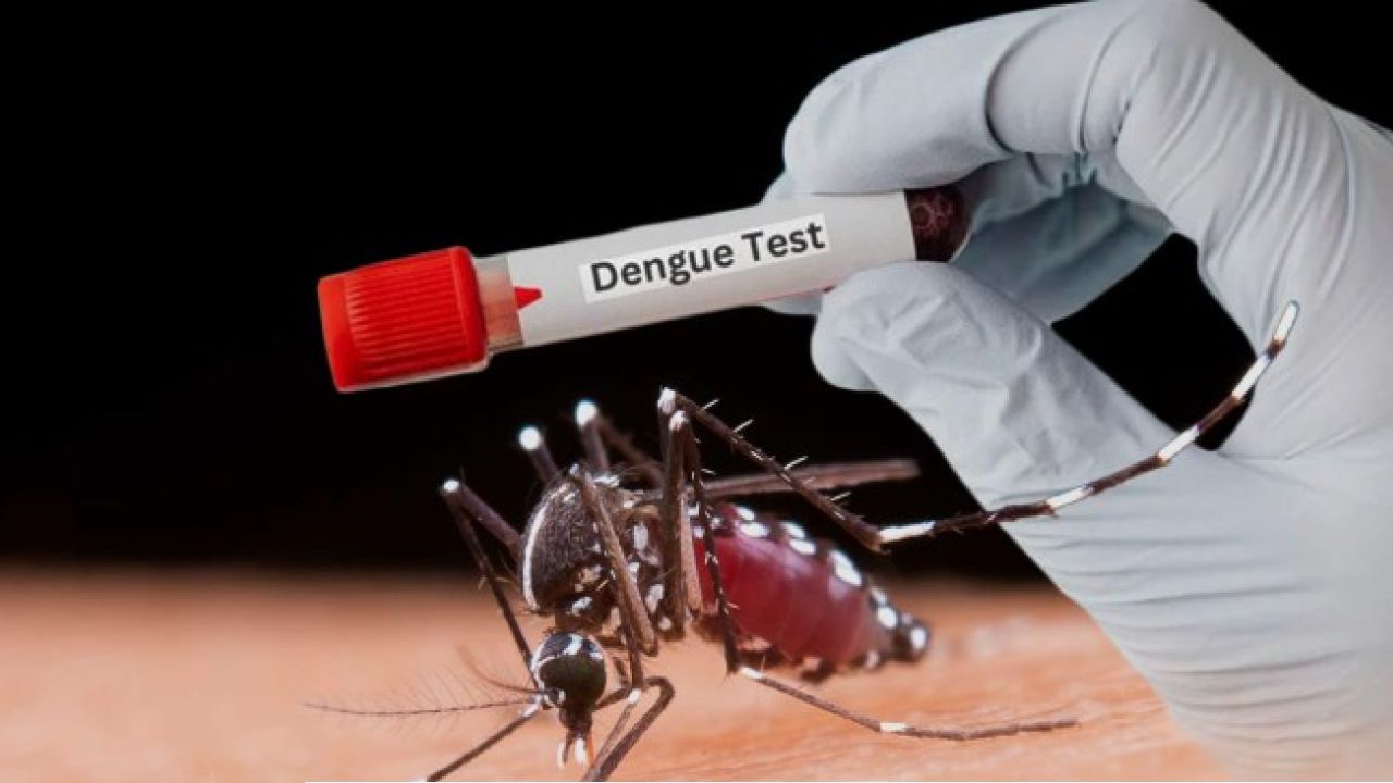 Dengue Alert: পুজোর আবহেই চরম উদ্বেগের খবর! রাজ্যে লাফিয়ে বাড়ছে ডেঙ্গি, নবান্নের বিশেষ কড়া সতর্কতা