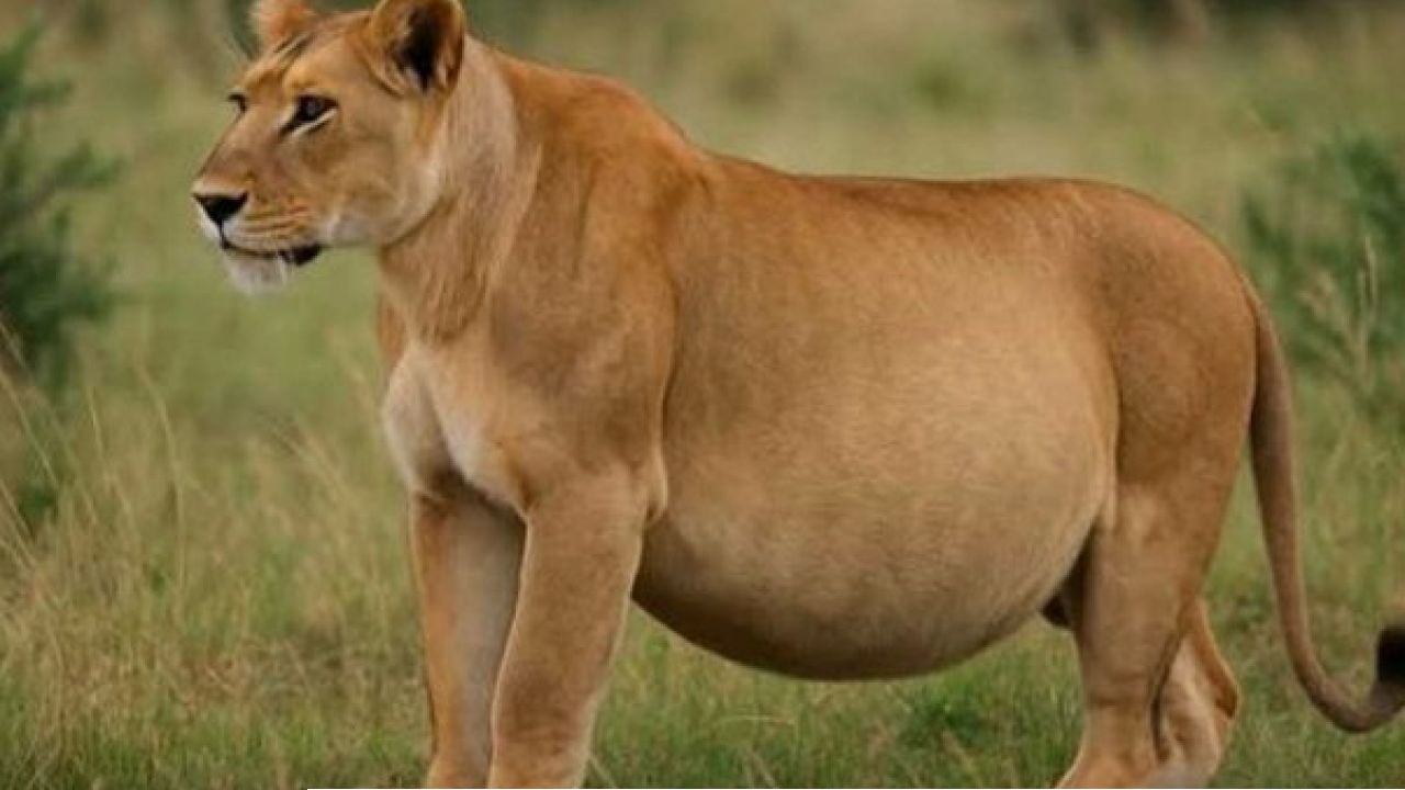 Alipore Zoo: আলিপুর চিড়িয়াখানায় গভীর শোকের ছায়া! অন্তঃসত্ত্বা সিংহীর অকাল মৃত্যুতে চিকিৎসকদের ভূমিকা ঘিরে তীব্র বিতর্ক
