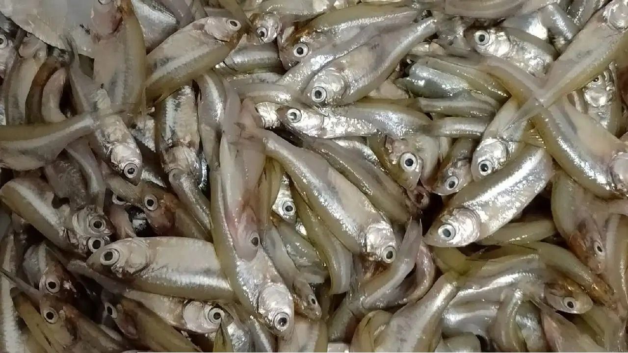  মৌরলা মাছ কাটতে গিয়ে নাজেহাল? বঁটি-ছুরি ছাড়াই ঝটপট পরিষ্কার করার ৫ সহজ উপায়