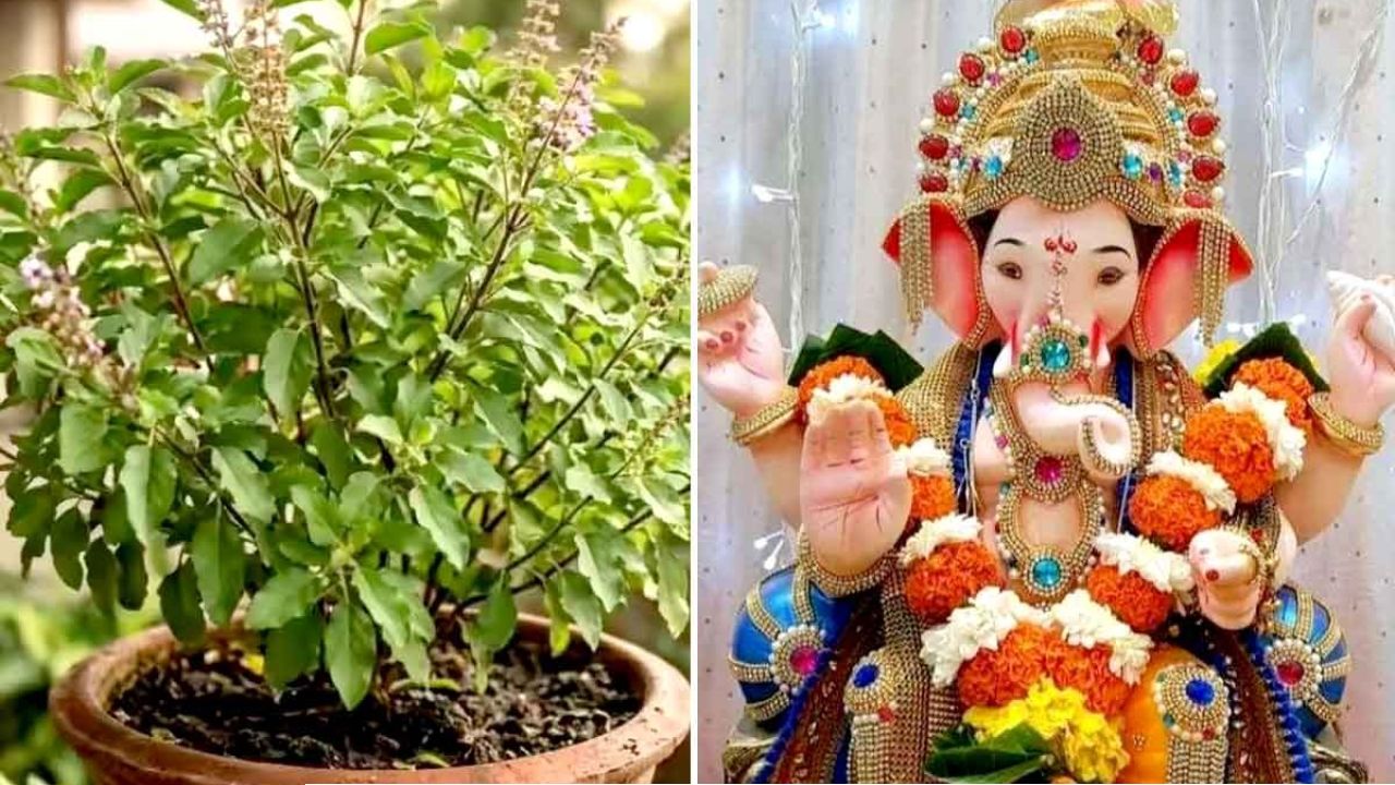 Ganesh Chaturthi 2026: গণেশপুজোয় মোদক-দূর্বা থাকলেও তুলসী নয় কেন? জানুন বাপ্পাকে ঘিরে সেই পৌরাণিক কাহিনি 