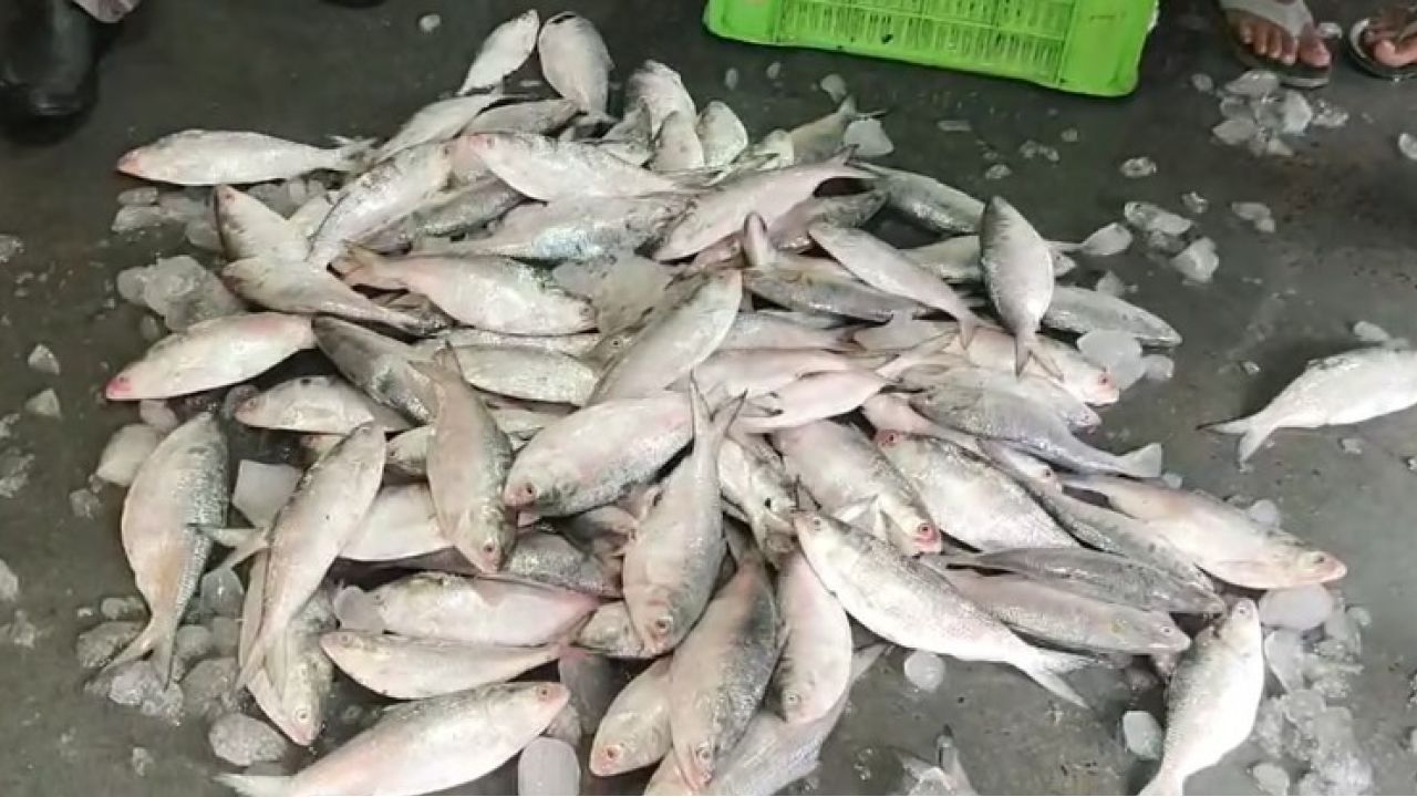 Ilish Crisis: পদ্মায় আর মিলছে না রুপোলি শস্য! বাংলাদেশে ইলিশের চরম হাহাকার, বাংলাদেশ ছেড়ে কি গুজরাটে পালাচ্ছে পদ্মার ইলিশ?