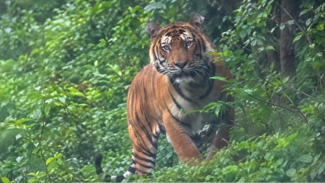 Arunachal tiger sighting: বাইক চালককে খতম করার পরই রাস্তায় রয়্যাল বেঙ্গল টাইগার! তারপর…