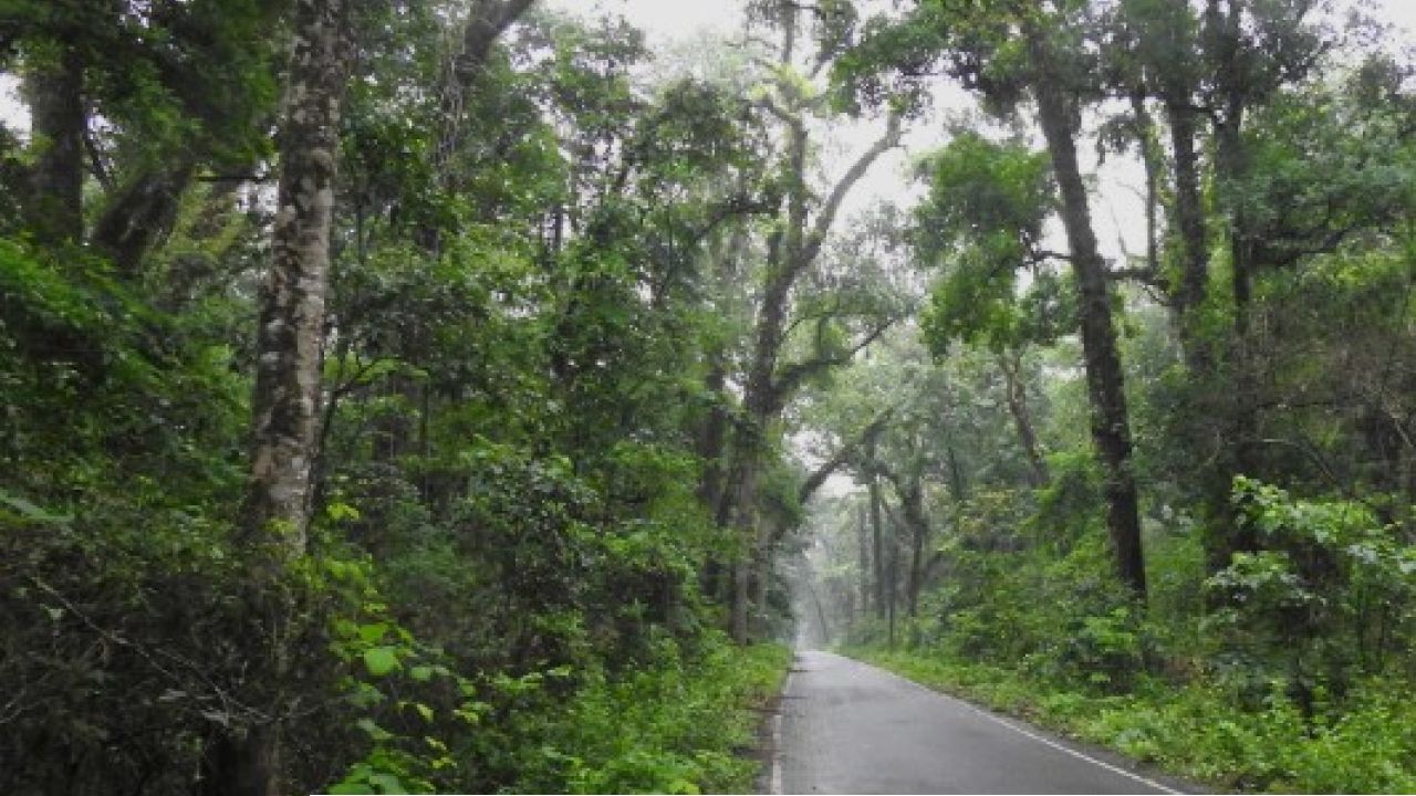 Boxa Tiger Reserve: জঙ্গল খুললেও খালি হাত! উৎসবের মরশুমেও কেন পর্যটকশূন্য বক্সা টাইগার রিজার্ভ?